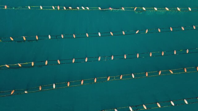 Aerial View of Oyster Farm Lines in Turquoise Water