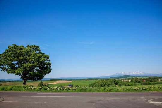 Lonely Seven Stars Tree standing by the roadside on rolling green hill with majestic snow-peaked Tokachidake mountain range under clear blue sky during summer in Biei, Hokkaido, Japan.