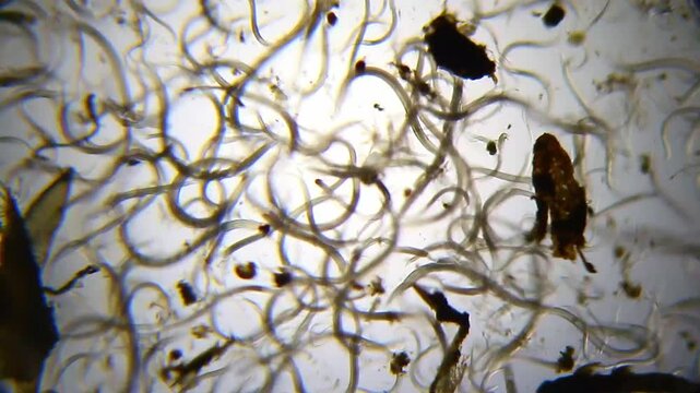 Massive swarm of nematode roundworms wriggling around large detritus particles under 40x brightfield microscopy