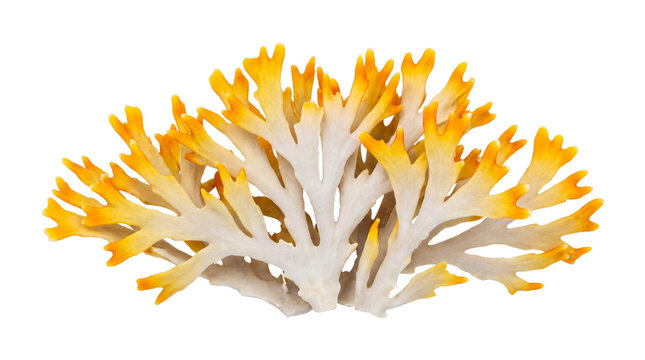 Vibrant yellow coral reef branch, decorative marine sea sponge, organic underwater ocean flora for aquarium design isolated PNG with Transparent Background