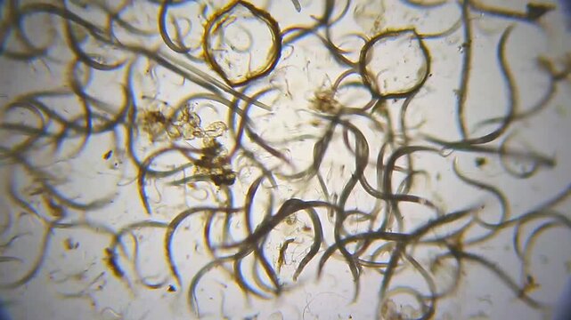 Panoramic view of a dense nematode roundworm colony swarming in a dirty water drop under 40x brightfield microscopy