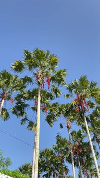 Tall Sugar Palm Trees with Red Fruit Clusters Under a Clear Blue Sky IMG 1801