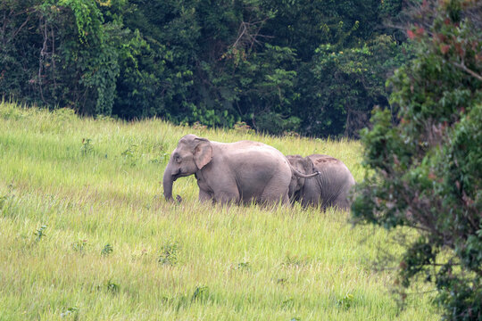 elephants in the wild