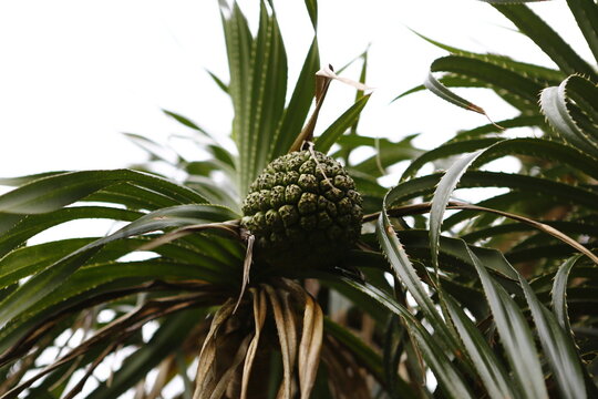 Tropical pandanus fruit grows among sharp green leaves.