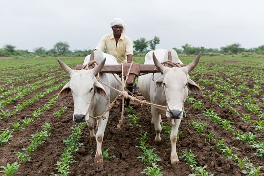 The Oxen-Drawn Plow in a Fertile Field Beneath a Wide Rural Sky