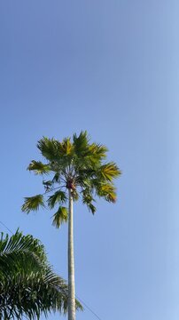 Low Angle View of a Tall Tropical Palm Tree Under a Clear Blue Summer Sky IMG 1869