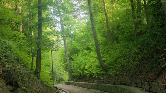 A pathway winds through a lush, green forest. The path is bordered by a stone wall and a wooden fence, and a lamppost stands on the left.