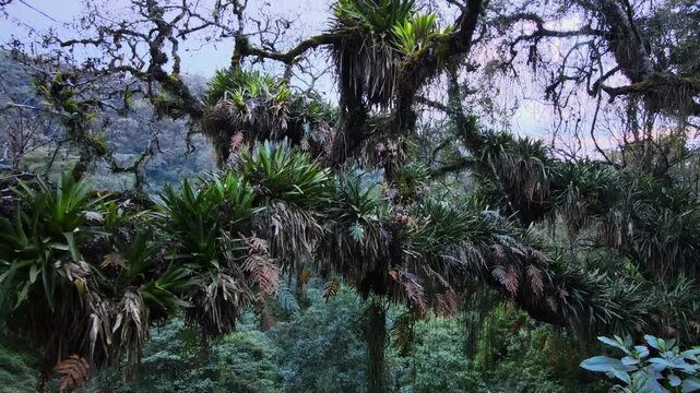 Epiphytic plants densely cover twisted tree branches in the Yungas cloud forest of the Andes Mountains, conveying lush, humid jungle habitat for ecology, conservation, or climate themes.