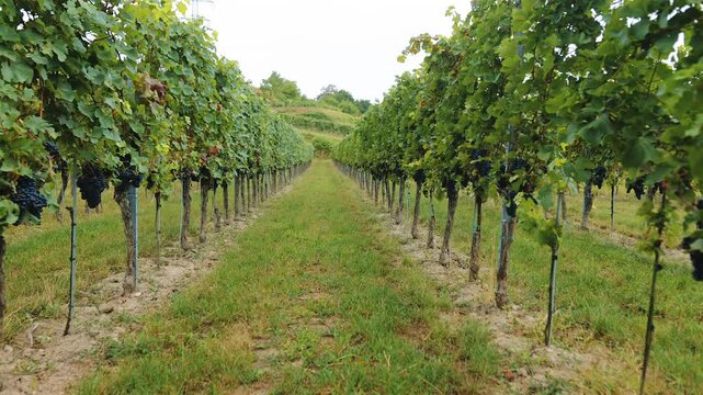 Slowly walking forward along a grassy path between rows of vines with dark ripening grapes in a vineyard on a cloudy day
