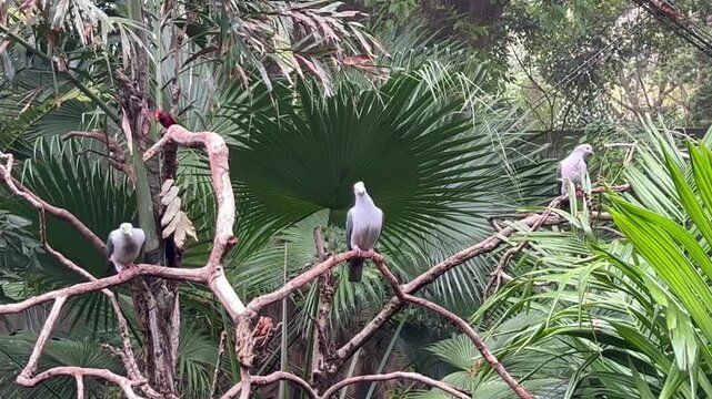 Three green imperial pigeons perched on branches with black capped lory in lush tropical aviary, ducula aenea and lorius lory, concept of wildlife, ornithology, nature tourism