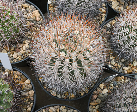 Islaya cactus is a brevicylindrica, densely covered with divergent thorns