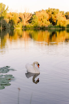 A white swan swims on a calm lake at sunset