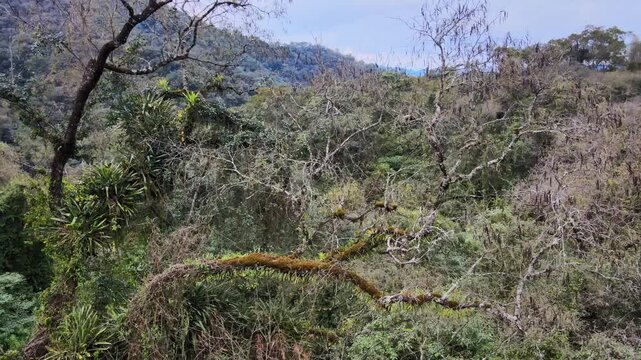 Bare mossy branches stretch over dense green Yungas forest along the eastern Andes slopes in northwest Argentina.