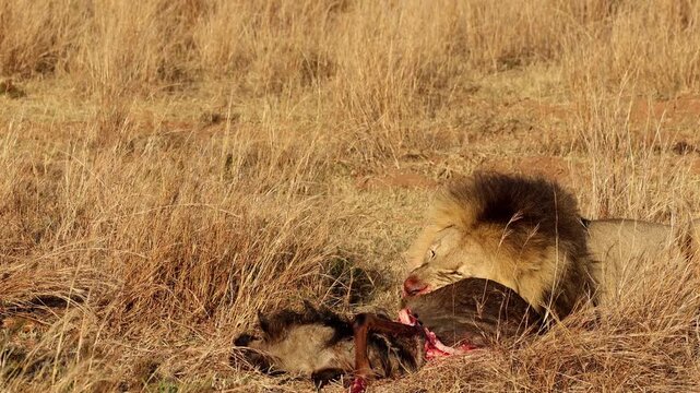 Male lion feeding on a wildebeest carcass in dry African grassland, golden light