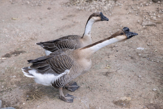 Two Geese Standing Field Pair White Goose Farm Bird Nature Animal Outdoor