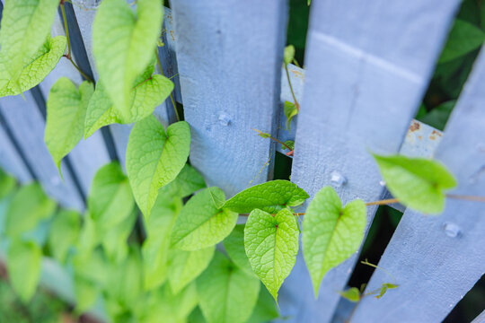 Green Creeper Vine Leaves Climbing Blue Wooden Fence Outdoor Garden Nature Background
