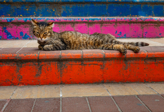 Stray tabby cat relaxing on colorful painted stone steps in the historic streets of Istanbul Turkey