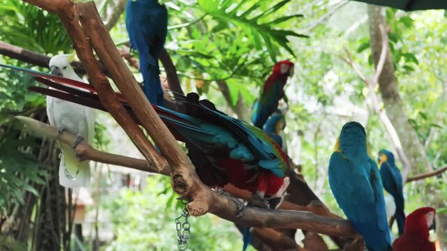 Parrots in rainforest, green-winged macaw and Sulphur-crested cockatoo in zoo. Traveling and birdwatching, explore and discover planet, watching birds life in natural park, travel to Asia or Africa