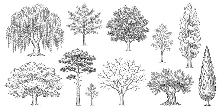 Vector trees in elevation view for use in architectural drawings isolated on transparent background