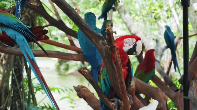 Birdwatching in natural park, group of parrots sitting on trees in summer day. Traveling and tourism, enjoy nature and explore world diversity, unity of person and nature, green-winged macaw flock