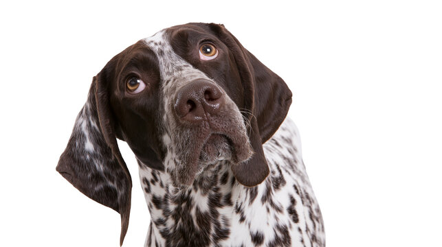 Brown and white spotted German Shorthaired Pointer dog head tilted curiously, isolated on transparent background