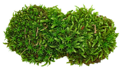Lush green moss clump with star-shaped leaves, isolated on transparent background © Noah