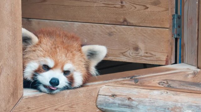 Visit zoo, red panda resting in little house, small mammal native to Himalayas. Lesser panda lives in southwestern China, discovery, travel and explore unique animals of Asian region, Ailurus fulgens