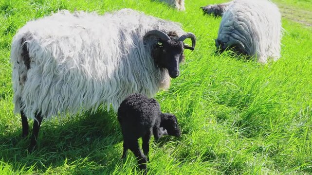 Black horned sheep standing in tall green grass next to a small black lamb grazing meadow farm animals livestock nature grazing meadow farm animals livestock nature