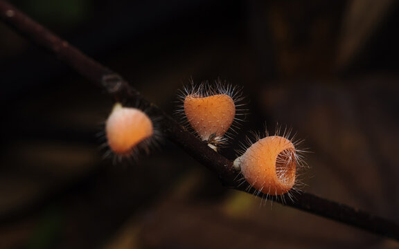 Orange champagne cup fungi growing in rainforest