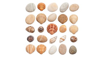 Grid collection of various natural sea shells pebbles isolated on transparent background.