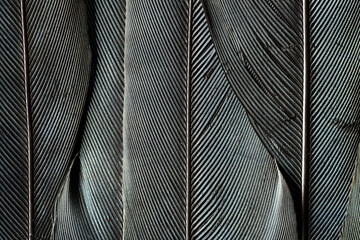 Feather still life close-up showing design patterns and textures of bird feathers used for protection and flight natural engineering © Philip