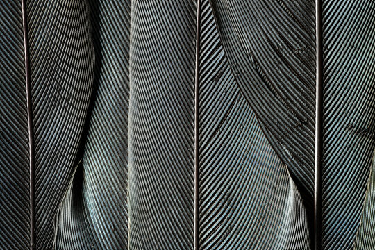 Feather still life close-up showing design patterns and textures of bird feathers used for protection and flight natural engineering