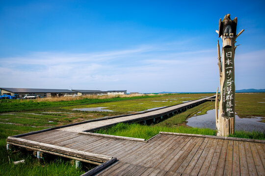Scenic wooden boardwalk walkway through Tofutsu Lake wetland and marshland in Abashiri, Hokkaido, Japan