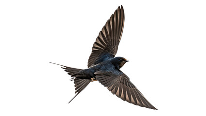 Obraz premium Small swift swallow bird flying in the air isolated on transparent background.