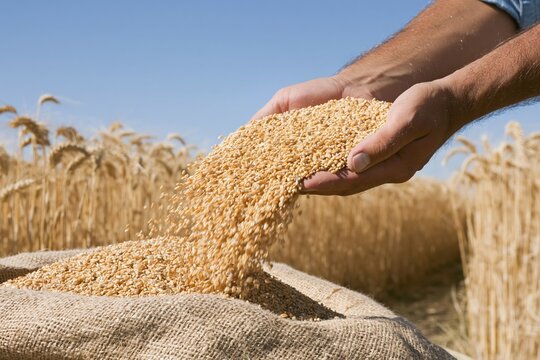 The Grain Pouring Into Burlap Sack in Golden Wheat Field