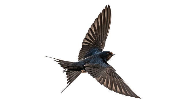 Small swift swallow bird flying in the air isolated on transparent background.