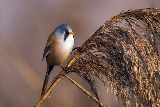 Animals, birds, titmice, songbirds, bearded tit (Panurus biarmicus), Federsee lake, Baden-W&uuml;rttemberg, Federal Republic of Germany