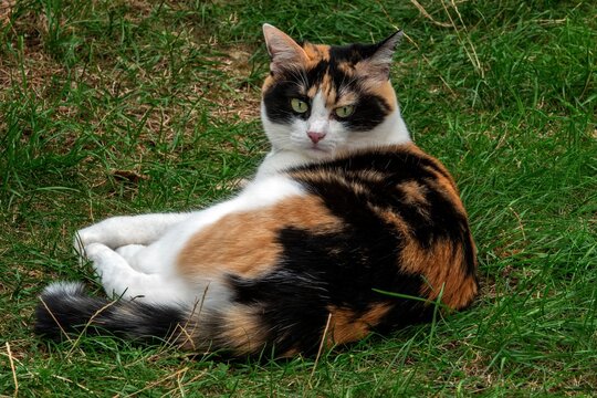 Cat, European Shorthair, domestic cat (Felis catus), calico, lying in the grass, Baden-W&uuml;rttemberg, Germany