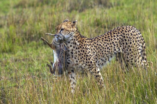 Cheetah (Acinonyx jubatus) with hunting prey, Masai Mara National Park, Kenya