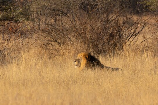 African lion (Panthera leo) adult male big cat animal roaring in a savannah grassland, Limpopo, South Africa