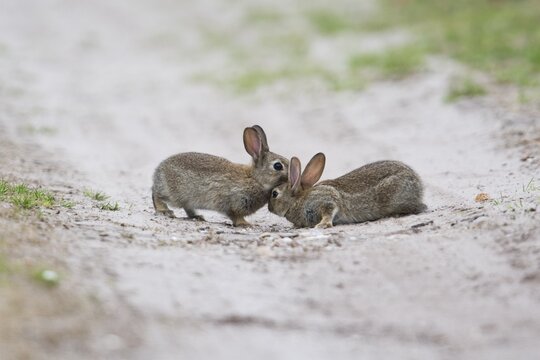 Young european rabbit (Oryctolagus cuniculus), Emsland, Lower Saxony, Germany