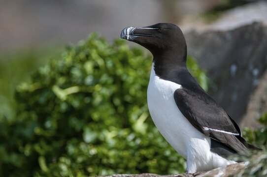 Alca Torda, Norway, Razorbill, Tordalk, Varanger, Alcidae, Alkenv&ouml;gel, Birds, Lesser Auk, Razor-billed Auk, Birds, Waterbirds