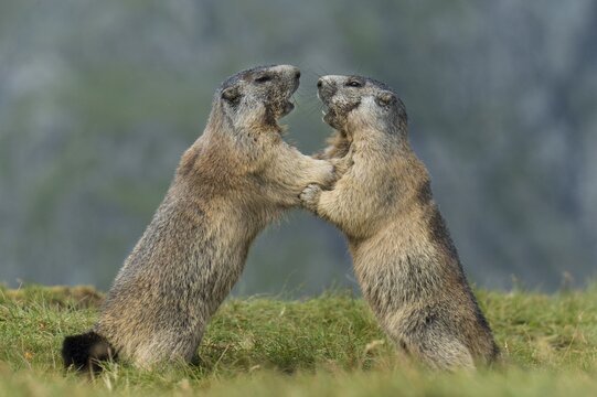 Marmots (Marmota marmota) in the Alps, fight, play, portrait, Hohe Tauern National Park, Austria