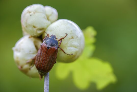 Leaf horn beetle, field may beetle, common may beetle, may bug, melolontha melolontha, scarabaeidae, beetle, cockchafer, coleoptera, doodlebug, insects, beetles
