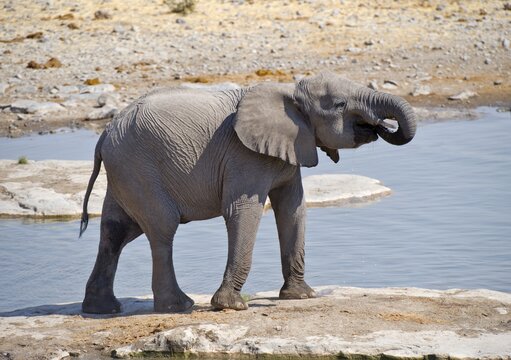 Young African Bush Elephant (Loxodonta africana) at the Moringa waterhole in Halali, Etosha National Park, Namibia, Africa