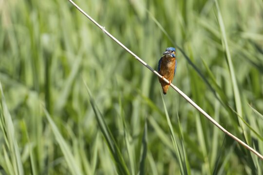 Common kingfisher (Alcedo atthis) adult bird on a reed stem, England, United Kingdom