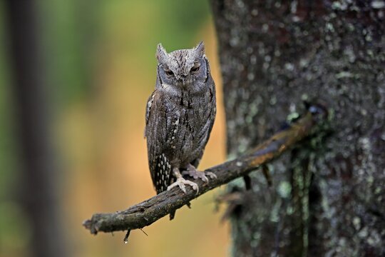 European scops owl (Otus scops), adult, on tree, in autumn, alert, Bohemian Forest, Czech Republic