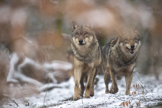 Gray wolf (Canis lupus), Winter, Neuhaus, Lower Saxony, Germany
