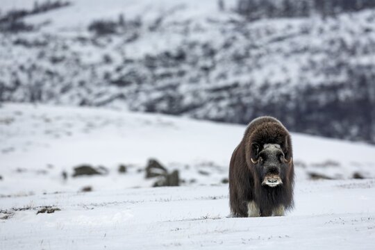 Relaxed, the musk ox cow (Ovibos moschatus) observes the photographer, a picture from a time long past when these animals roamed the vastness of the tundra with woolly mammoths and woolly rhinoceroses, blind, blind, winter, snow, cold, tundra landscape, October, Norway