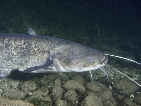 A catfish (Silurus glanis), Waller, swims close over stony ground at night. Dive site Zollbr&uuml;cke, Rheinau, Canton Zurich, Rhine, High Rhine, Switzerland, Germany